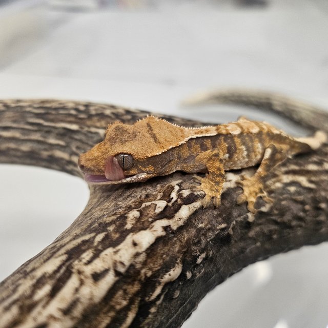 트라이 화이트스팟