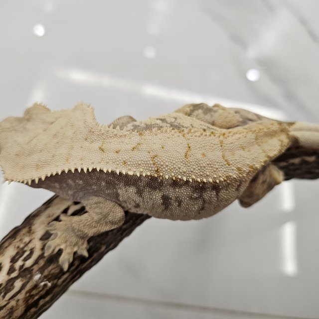 화이트스팟 트라이