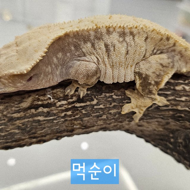 화이트스팟 트라이