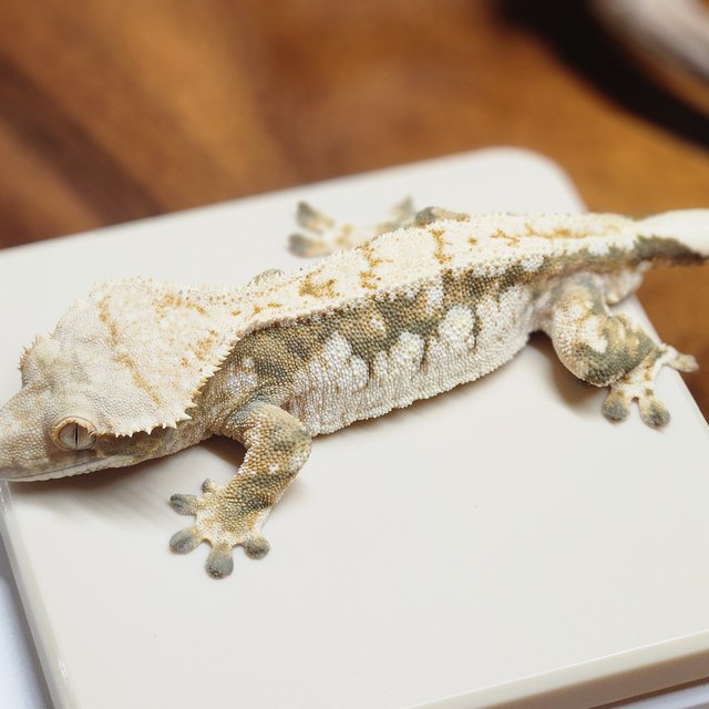 화이트스팟 익스트림할리퀸