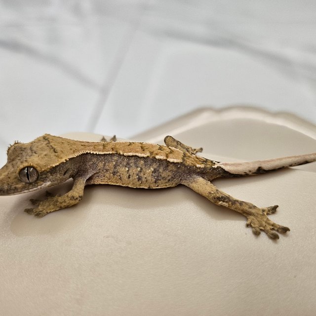 트라이 화이트스팟