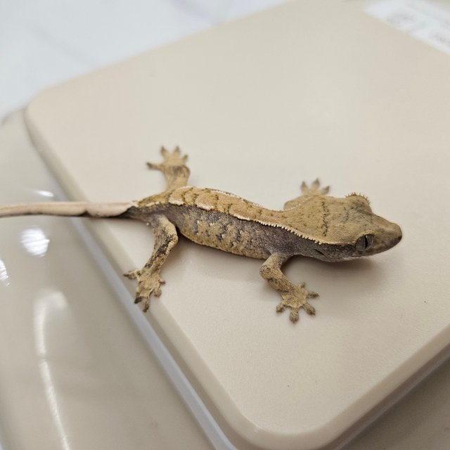 트라이 화이트스팟