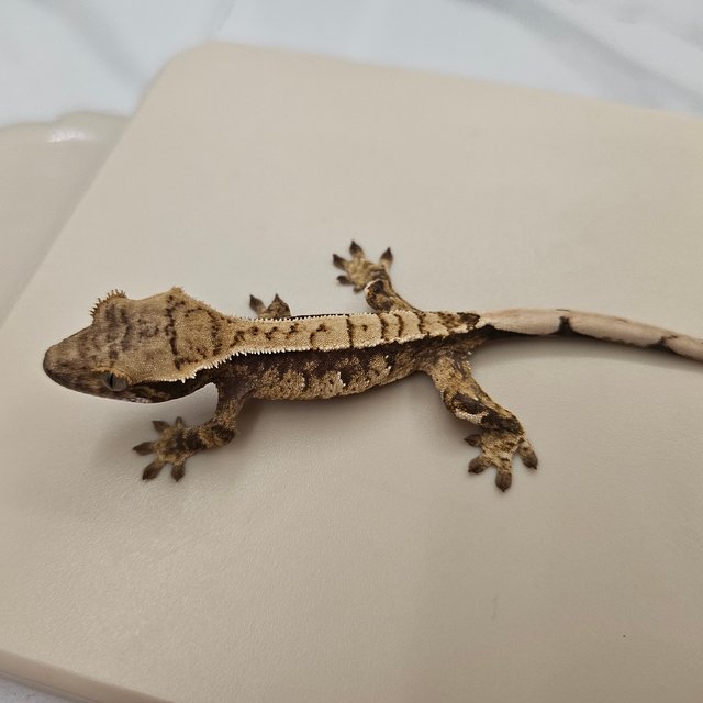 트라이 화이트스팟