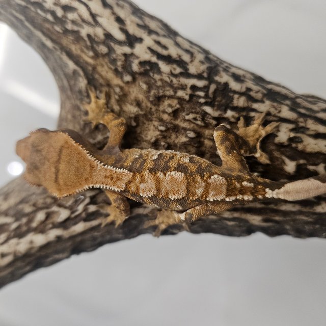 트라이 화이트스팟