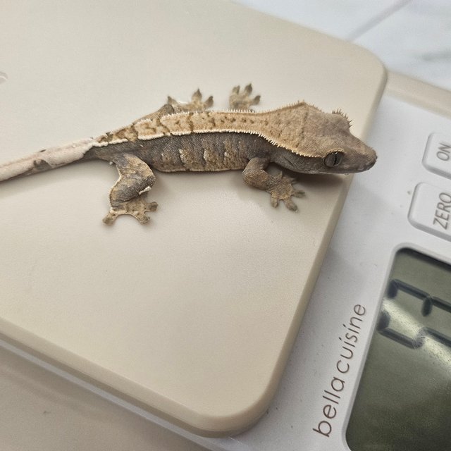 트라이 익스트림할리퀸 할리퀸 화이트스팟