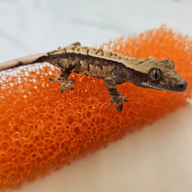 트라이 화이트스팟