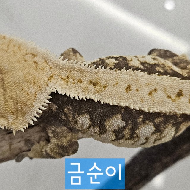 트라이 화이트스팟