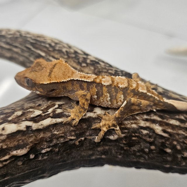 트라이 화이트스팟