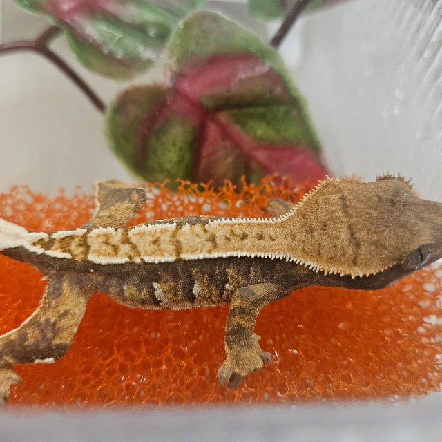 트라이 익스트림할리퀸 할리퀸 화이트스팟