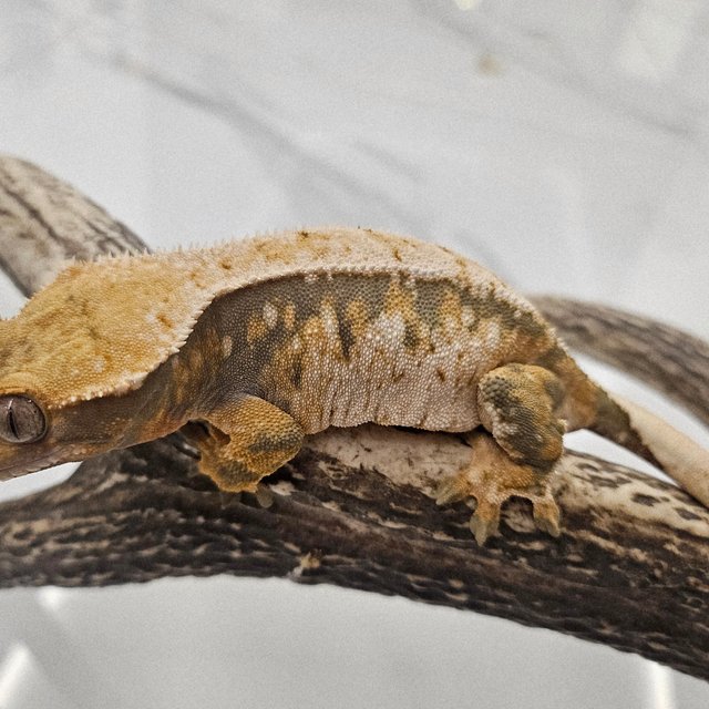 트라이 화이트스팟