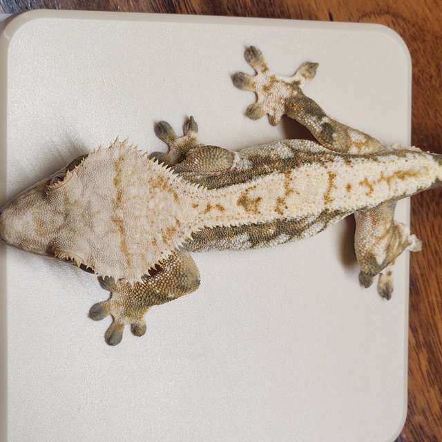 화이트스팟 익스트림할리퀸