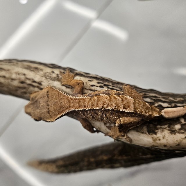 트라이 화이트스팟