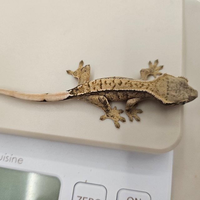 트라이 화이트스팟