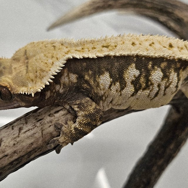 트라이 화이트스팟