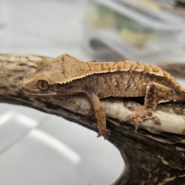 트라이 화이트스팟