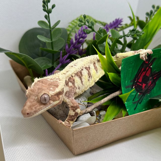 프라푸치노 솔리드백