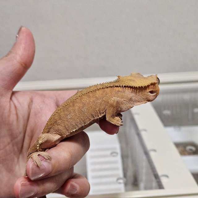 패턴리스 카푸치노