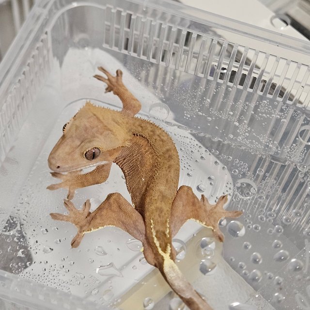 패턴리스 카푸치노