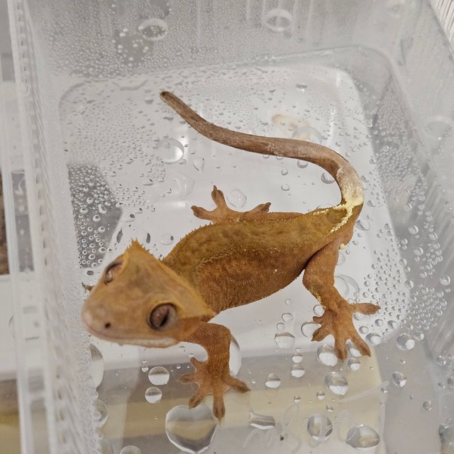 패턴리스 카푸치노