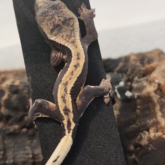노멀 다크