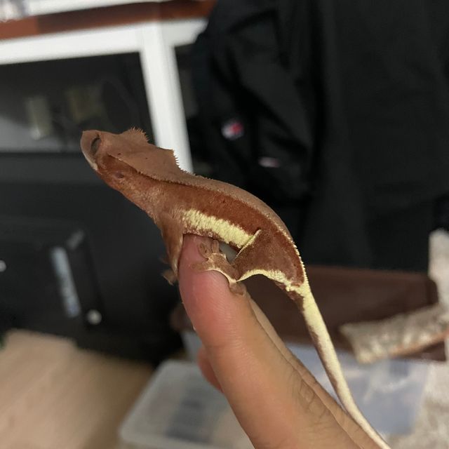 릴리화이트 팬텀 레드