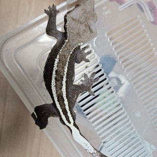 아잔틱 핀스트라이프 화이트핀