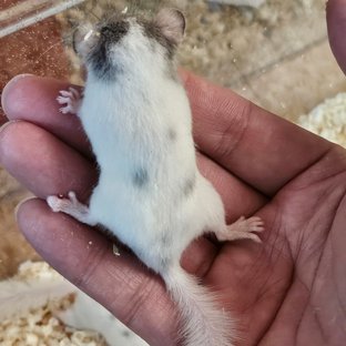 달마시안