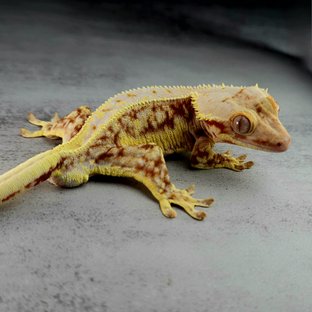 릴리화이트 레드 화이트스팟 풀핀 드리피 화이트