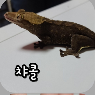모밤 모