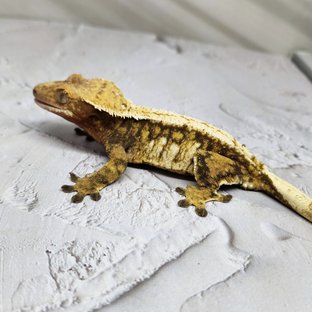 노멀 드리피 익스트림할리퀸 화이트스팟 화이트핀 레드