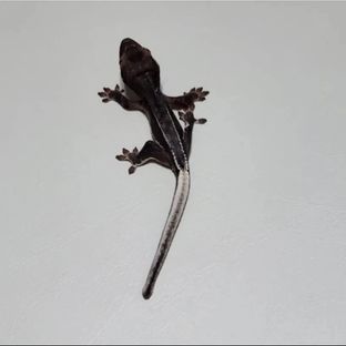 릴리화이트 팬텀 다크 블랙 화이트 챠콜