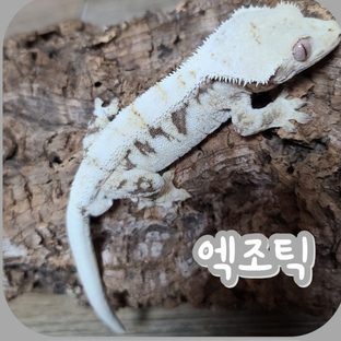 모범부
