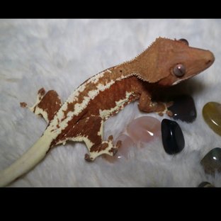 푸뇽 팬텀릴리 레드