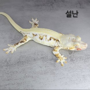 설난