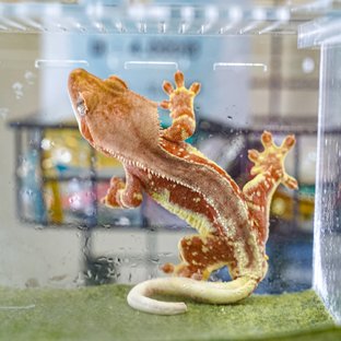 릴리화이트 화이트스팟 화이트포트홀 레드 팬텀