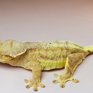 크림 팬텀릴리 릴리암컷