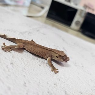 히아끼용20240924