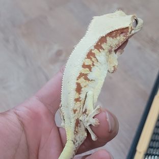 푸뇽 모