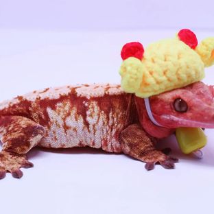 모뇽