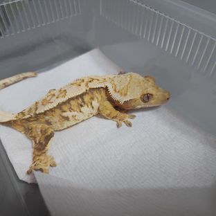미뇽2세