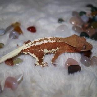 릴리화이트 팬텀 레드 화이트핀