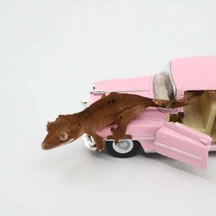 노멀 바이 벅스킨 달마시안 레드 슈퍼달마시안