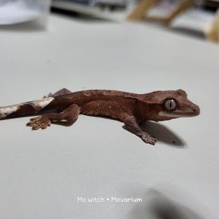 레드바이포톨
