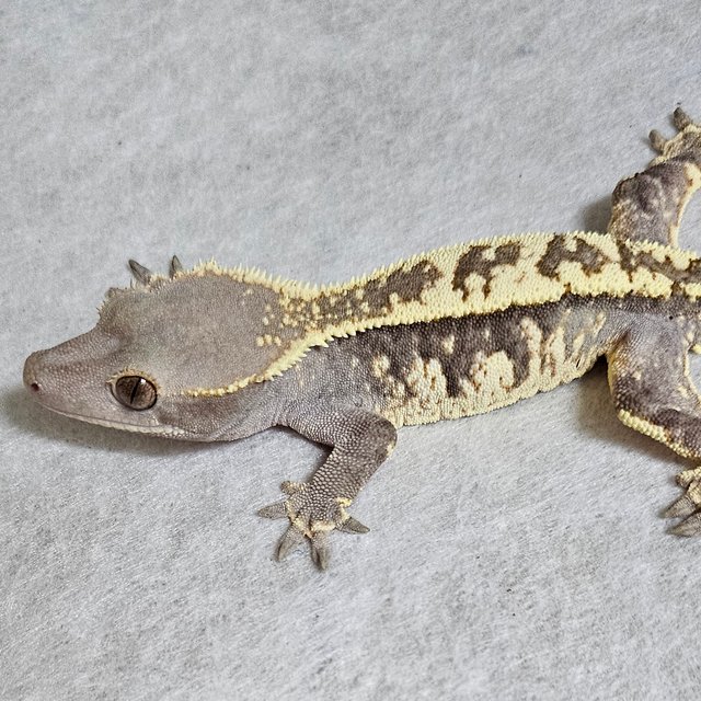 카푸치노 프라푸치노 화이트스팟 화이트크라운 화이트핀