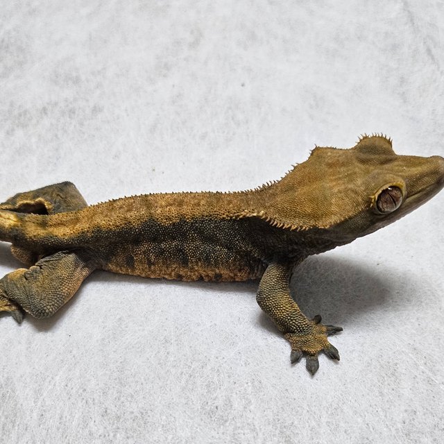 노멀 할로윈 할리퀸