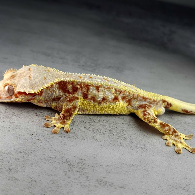 릴리화이트 레드 화이트스팟 풀핀 드리피 화이트