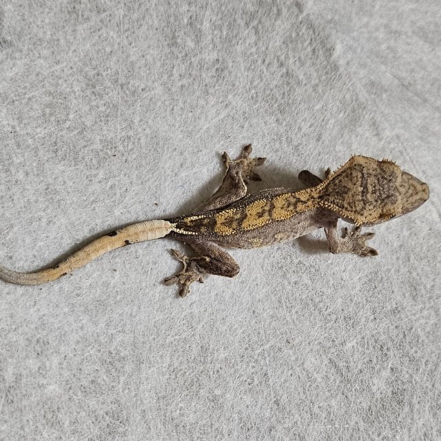 100%헷아잔틱 챠콜