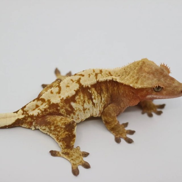 노멀 트라이 화이트크라운 화이트스팟 레드