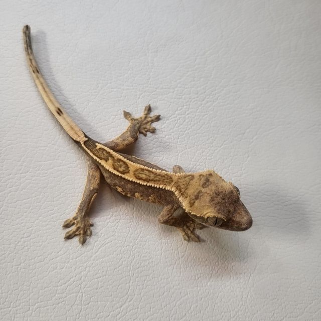 크림 크림시클 옐로우
