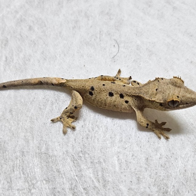 노멀 벅스킨 슈퍼달마시안 옐로우 레드